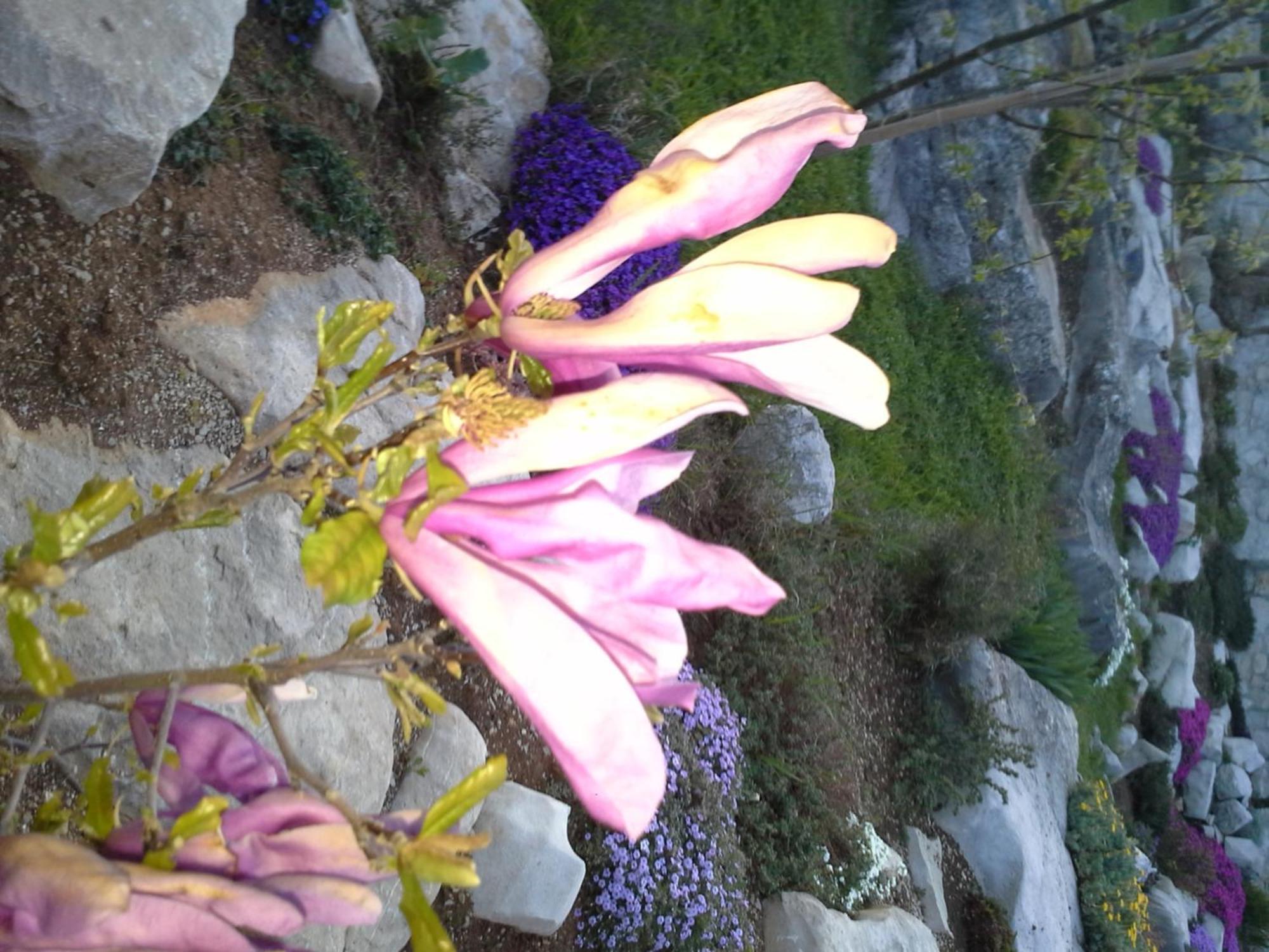 B&B Morena Labin  Dış mekan fotoğraf